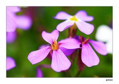 ein Steingarten Blümchen aus unserem Garten.....