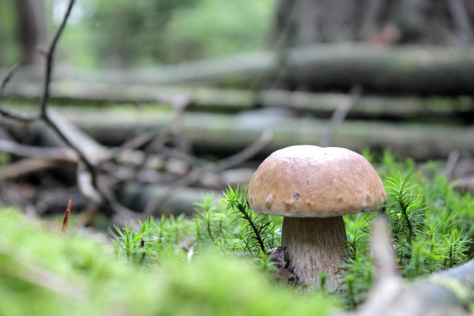 Ein Steini im Wald