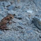 Ein steiniger Weg liegt vor der kleinen Bufo   . . .