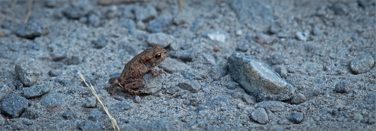 Ein steiniger Weg liegt vor der kleinen Bufo   . . .