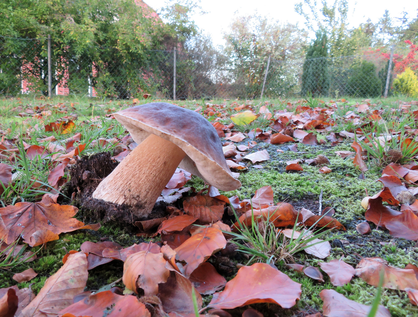 ein Steinpilz ... 