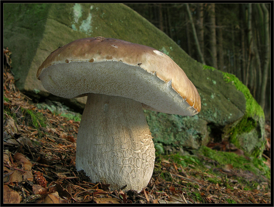 Ein Steinpilz im Dezember