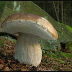 Ein Steinpilz im Dezember