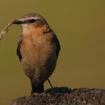 Ein Steinschmätzer (Weiblich) (Oenanthe oenanthe)