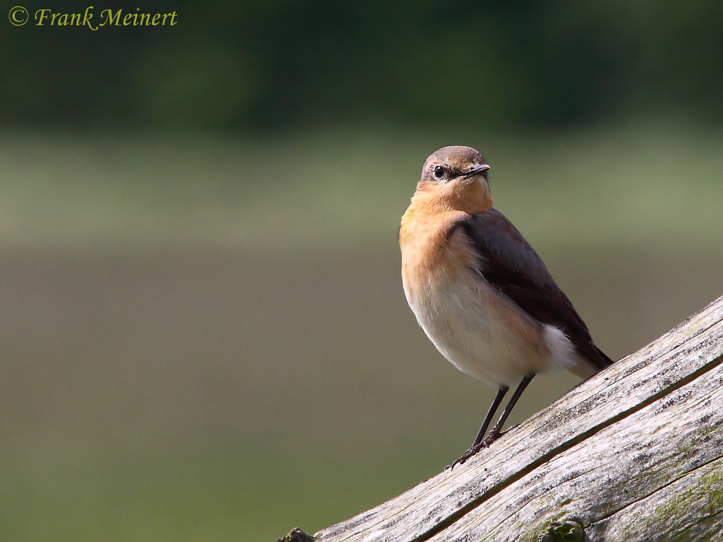 Ein Steinschmätzer (Weiblich) (Oenanthe oenanthe)