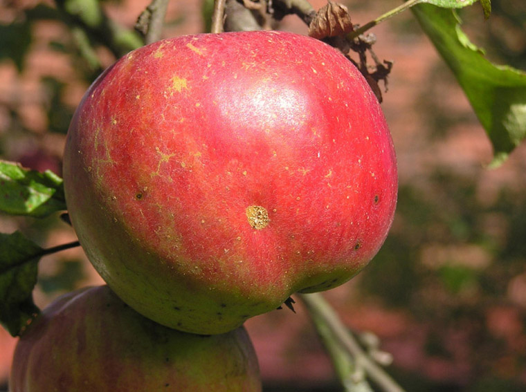 Ein steirischer Apfel,