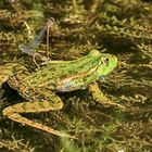 Ein Stelldichein auf dem Froschrücken