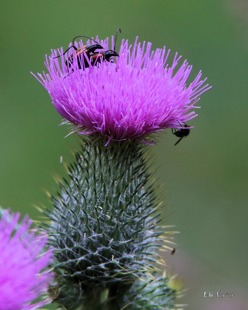 Ein Stelldichein auf einer Distel..