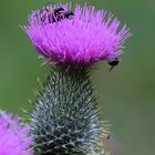 Ein Stelldichein auf einer Distel..