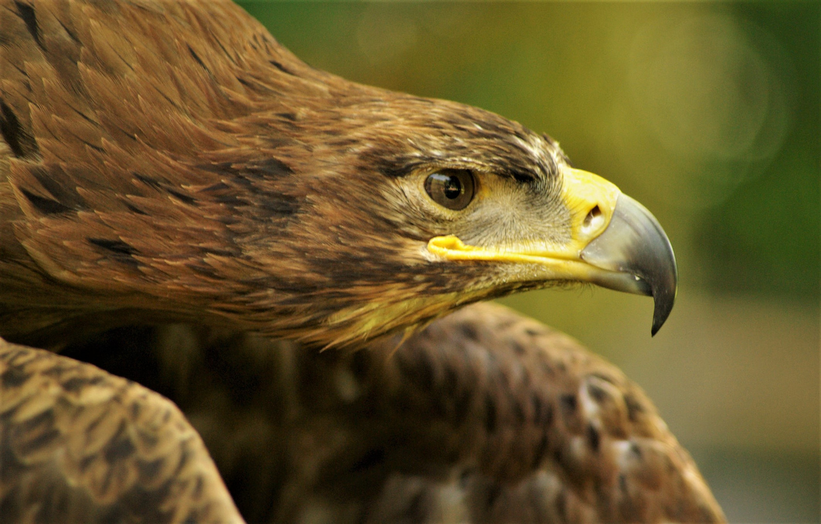  Ein Steppenadler....