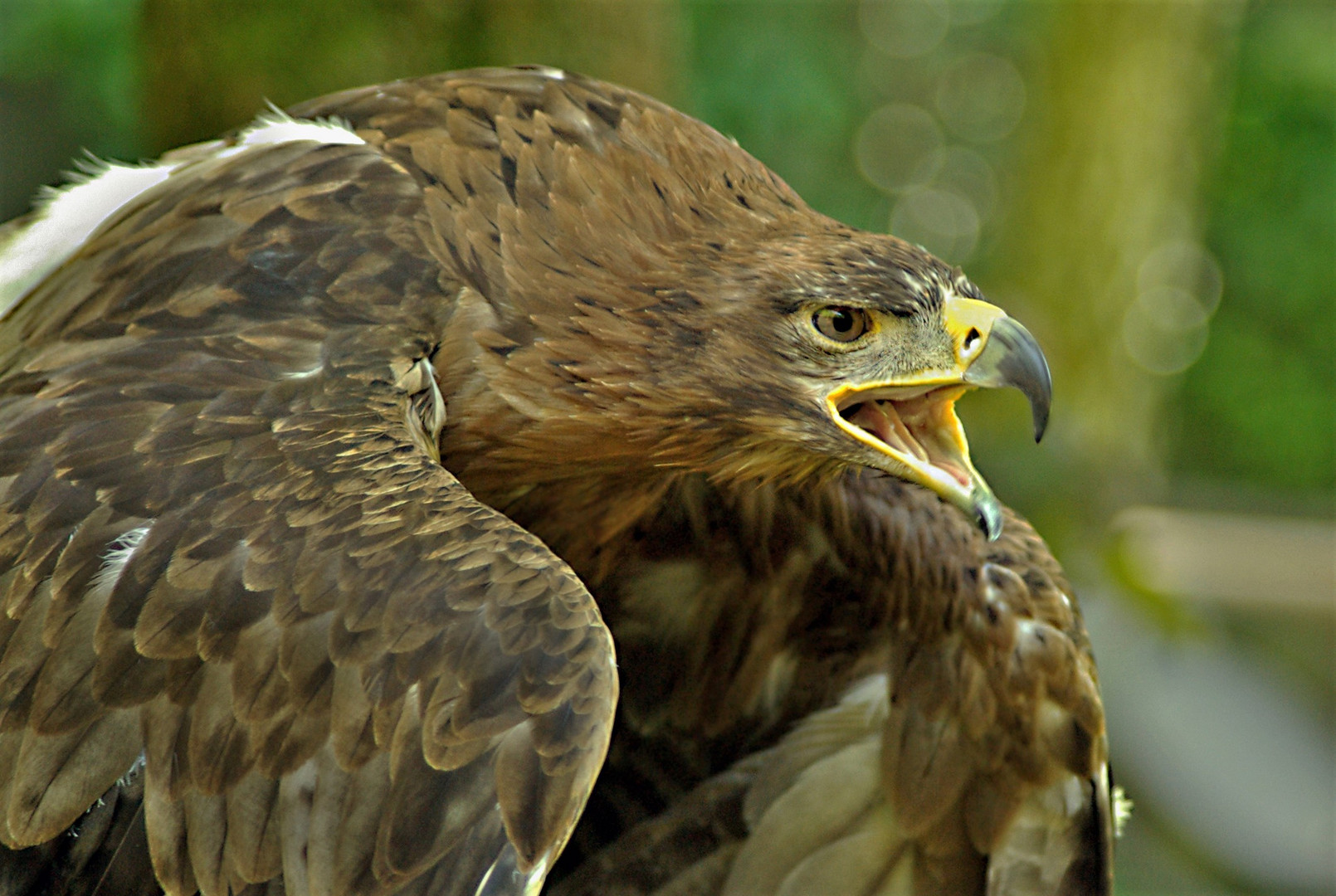 Ein Steppenadler....