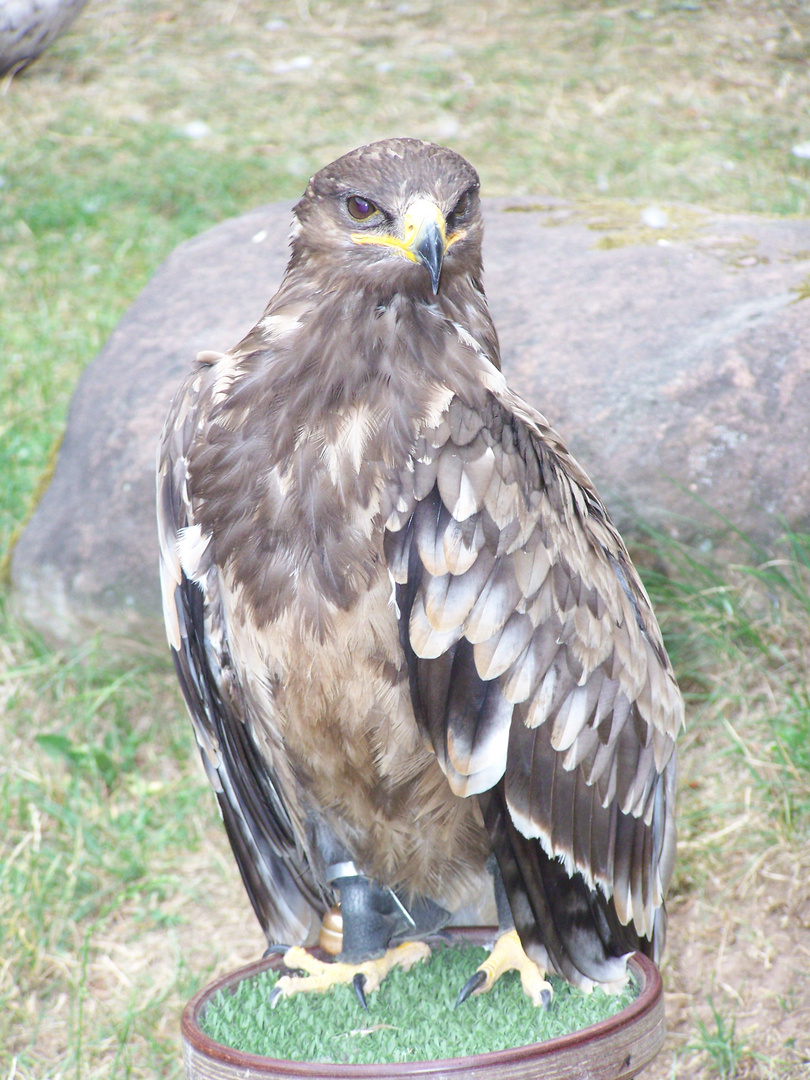 Ein Steppenadler  schaut in die Kamera