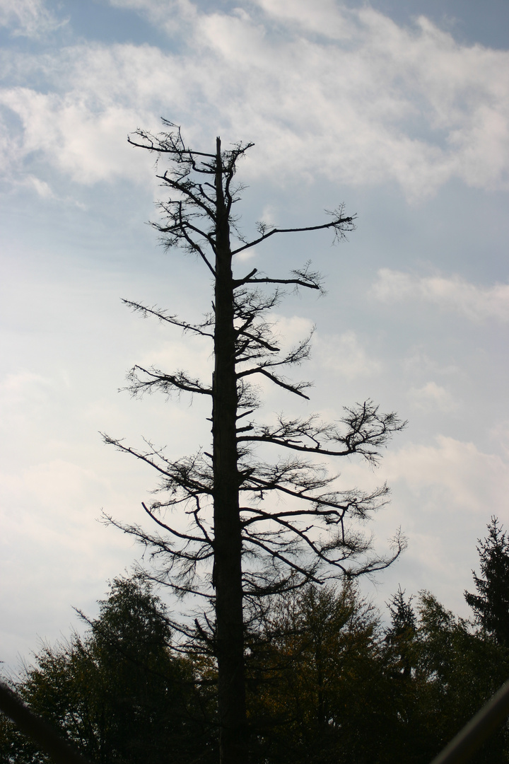 Ein sterbender Baum ?