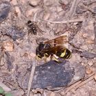 Ein sterbendes Weibchen der Bienenjagenden Knotenwespe (Cerceris rybyensis)