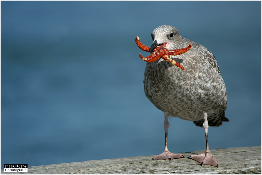 Ein Stern für die Möwe!