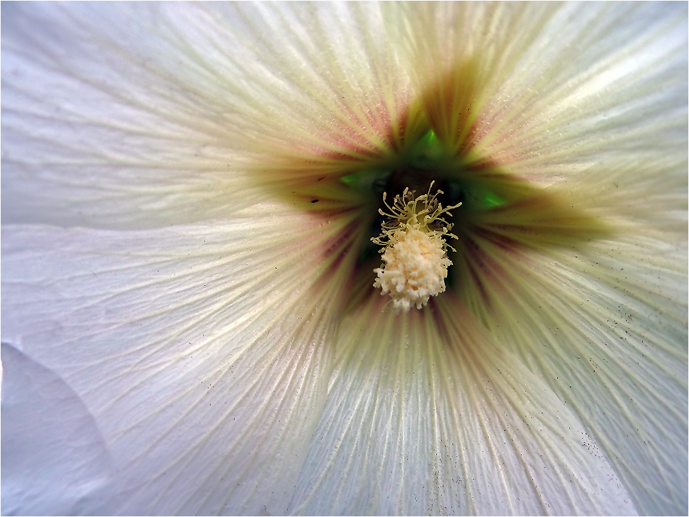 Ein Stern im Herzen der Blüte