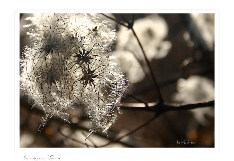 Ein Stern im Winter