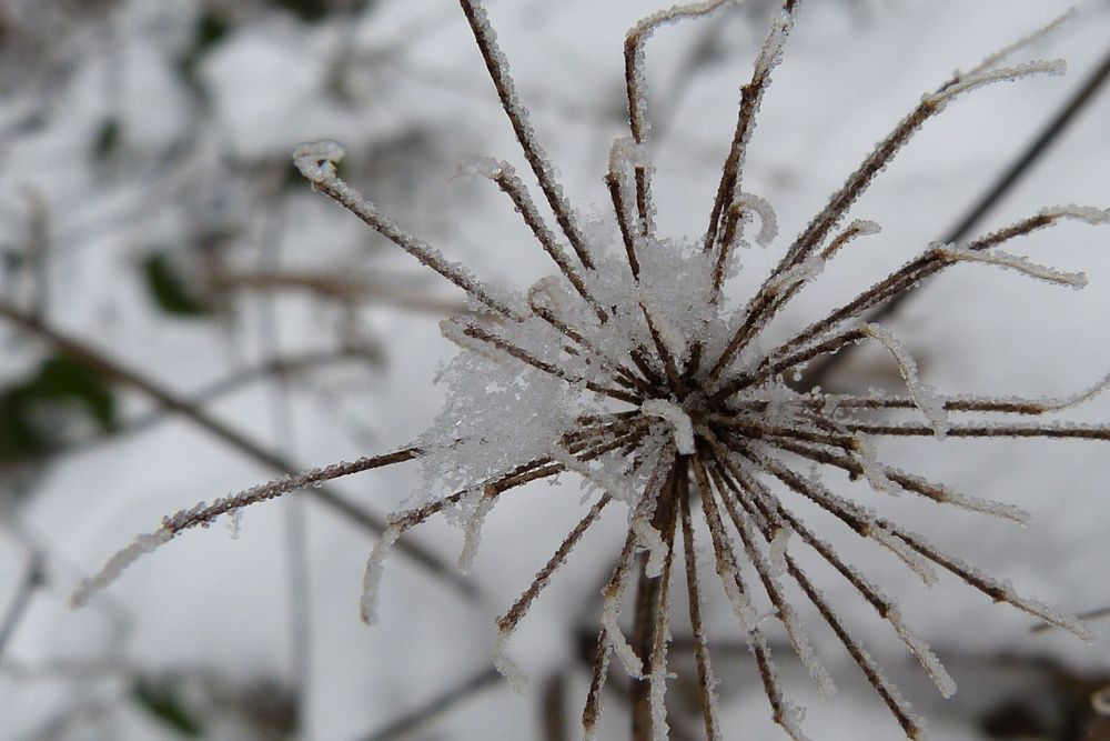 ein Stern im Winterwald