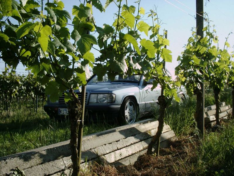 Ein Stern mitten in den Weinbergen...