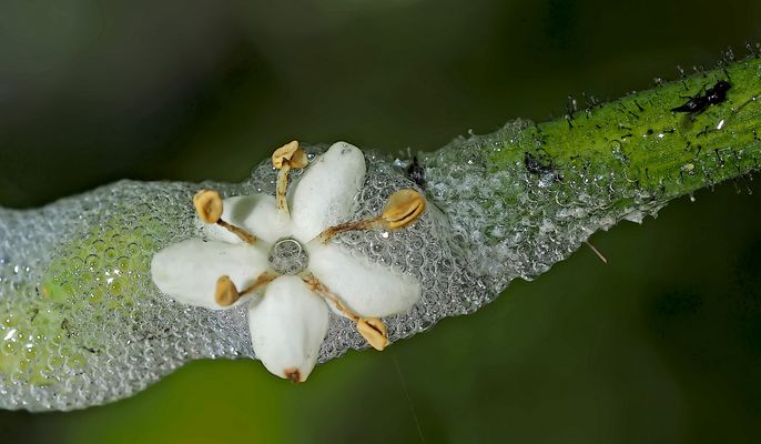 Ein Sternchen hat mein Herz erobert ...