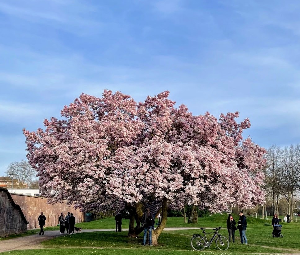 Ein Sternmagnoliebaum 