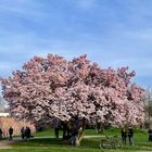 Ein Sternmagnoliebaum 