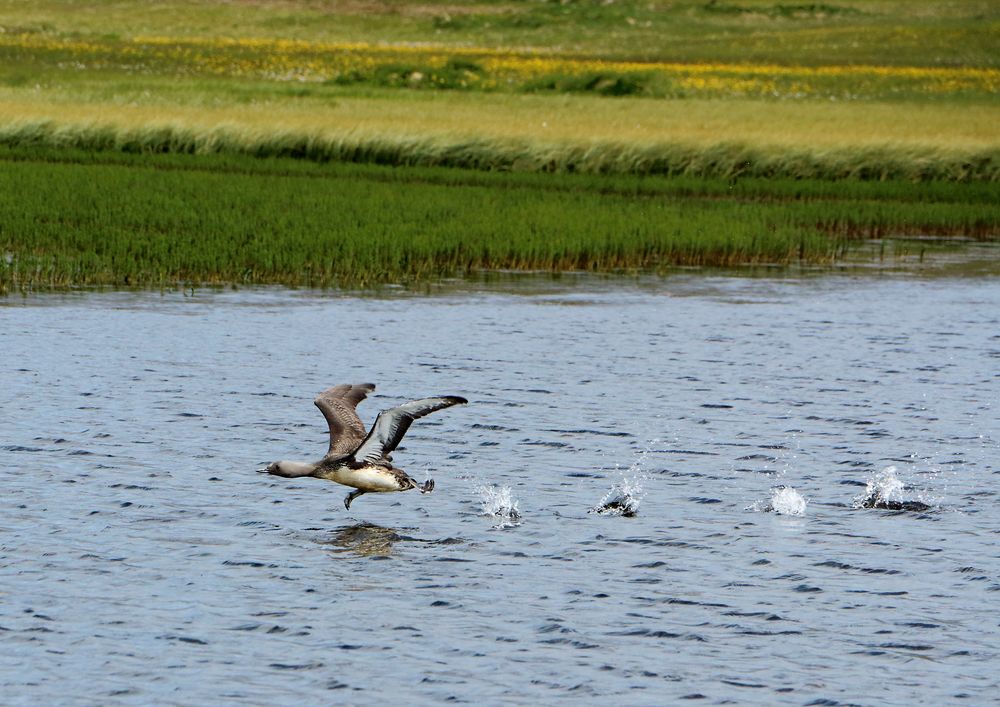 Ein Sterntaucher mit Vollgas am Start