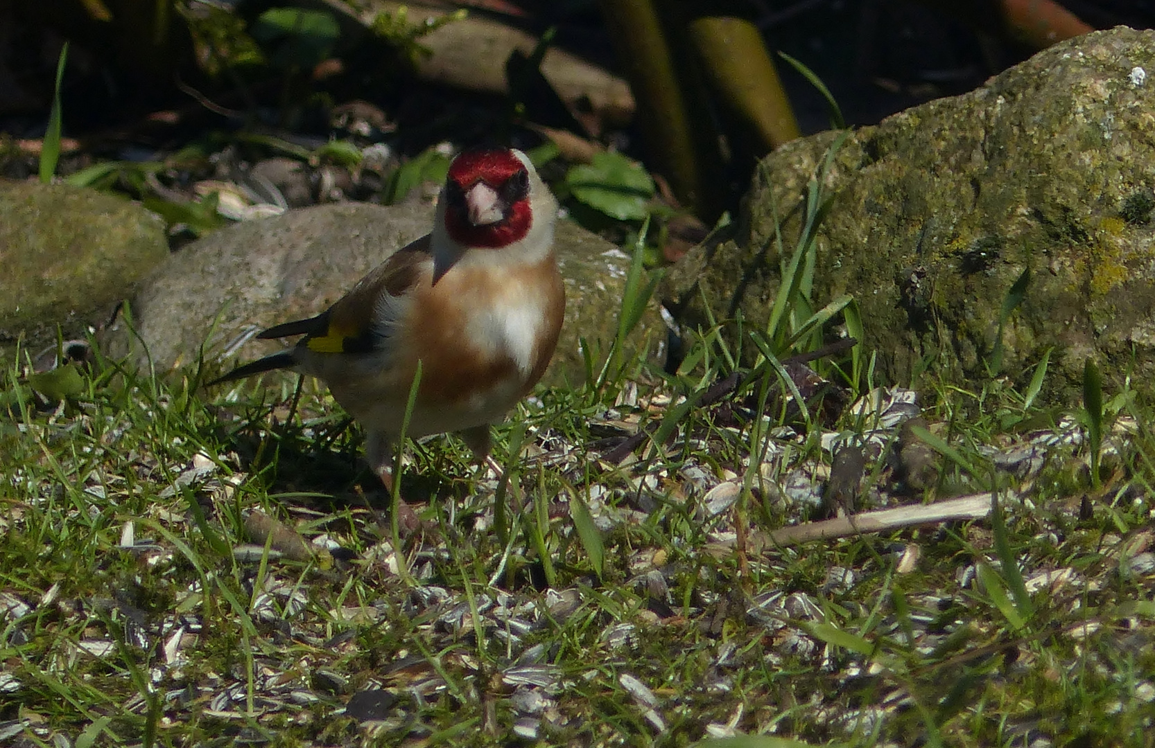 ein Stieglitz-Männchen (Carduelis carduelis)...