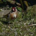 ein Stieglitz-Männchen (Carduelis carduelis)...