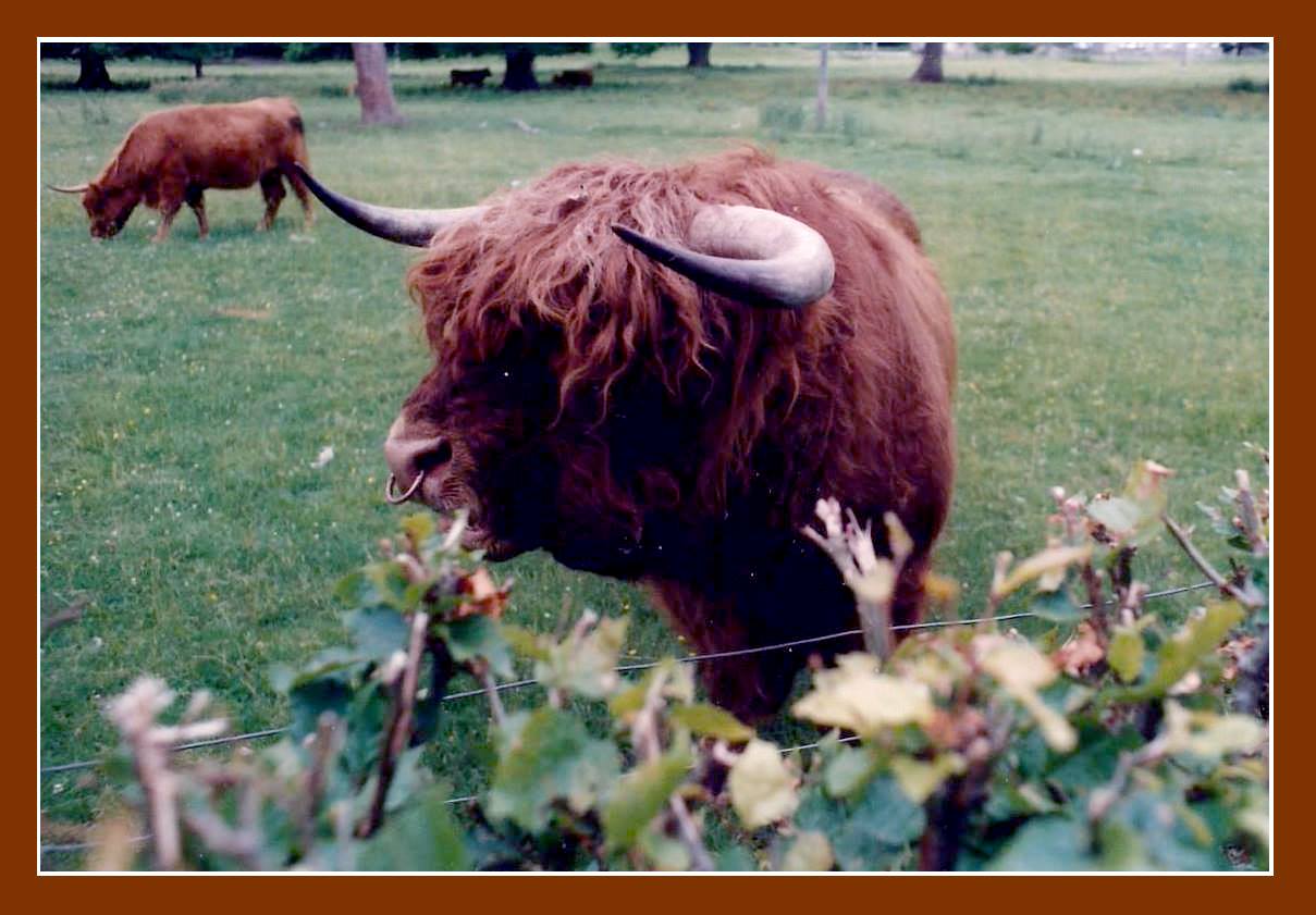 Ein Stier ........