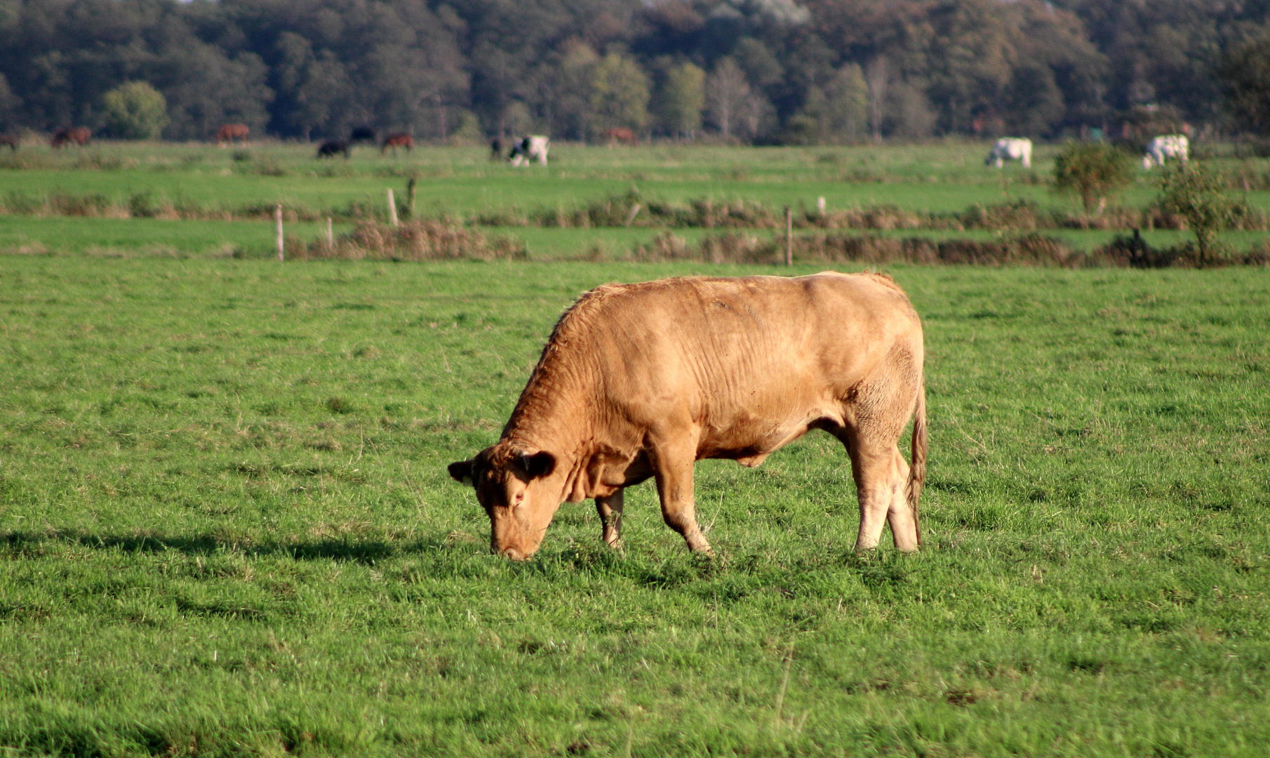 ein Stier ...