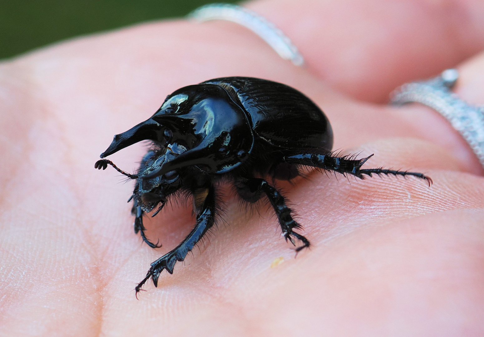 Ein Stier auf meiner Hand …