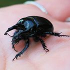 Ein Stier auf meiner Hand …