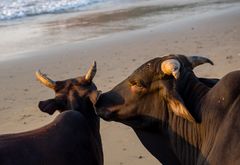 ein Stier lässt nichts unversucht