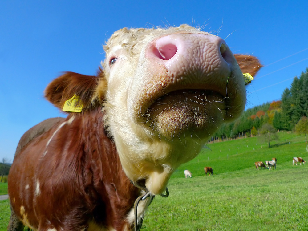 *) Ein Stier zum Knutschen