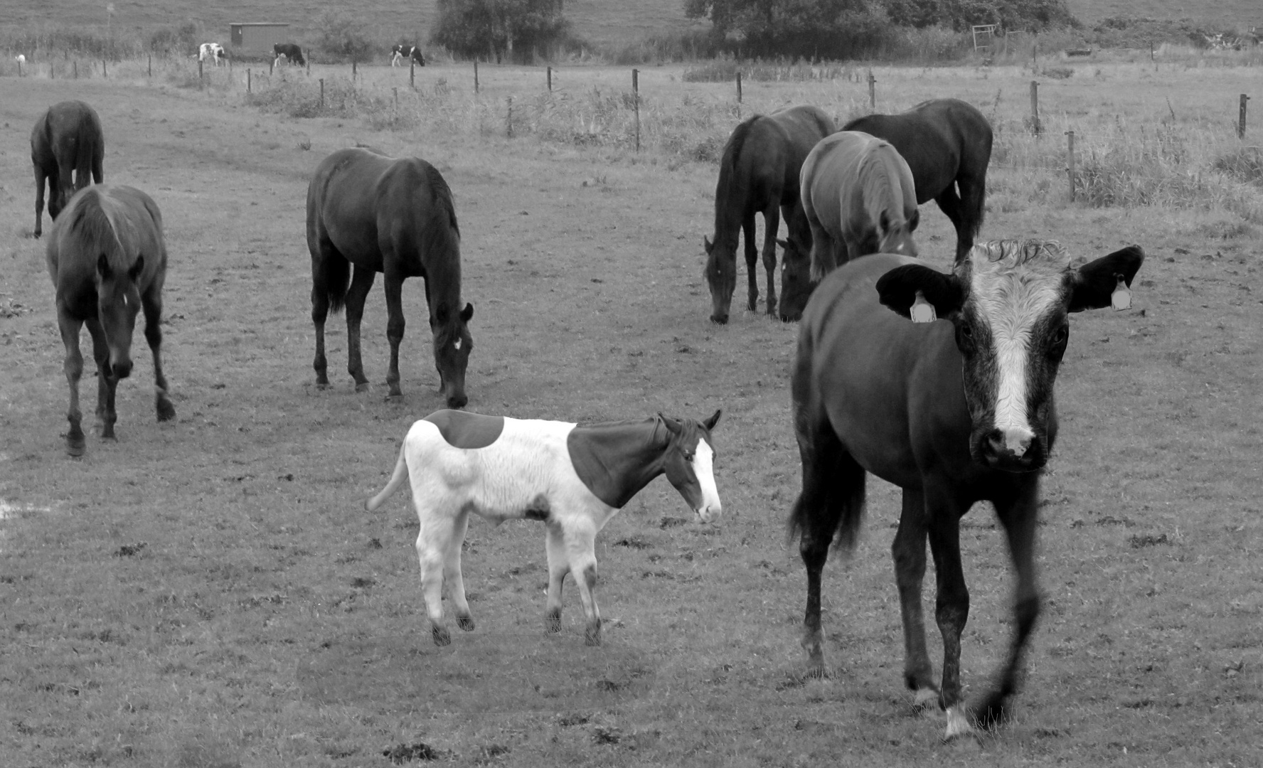 Ein Stierpferd - Kalb ???