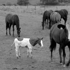 Ein Stierpferd - Kalb ???