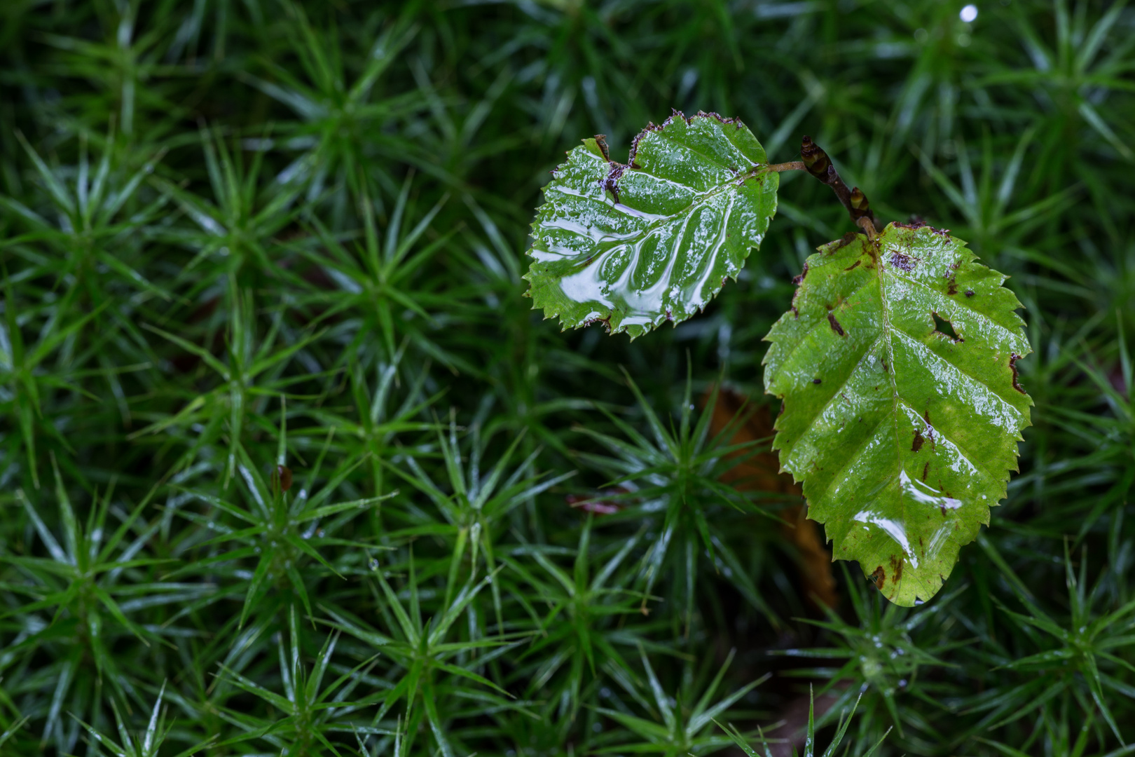 Ein Stilleben der Natur