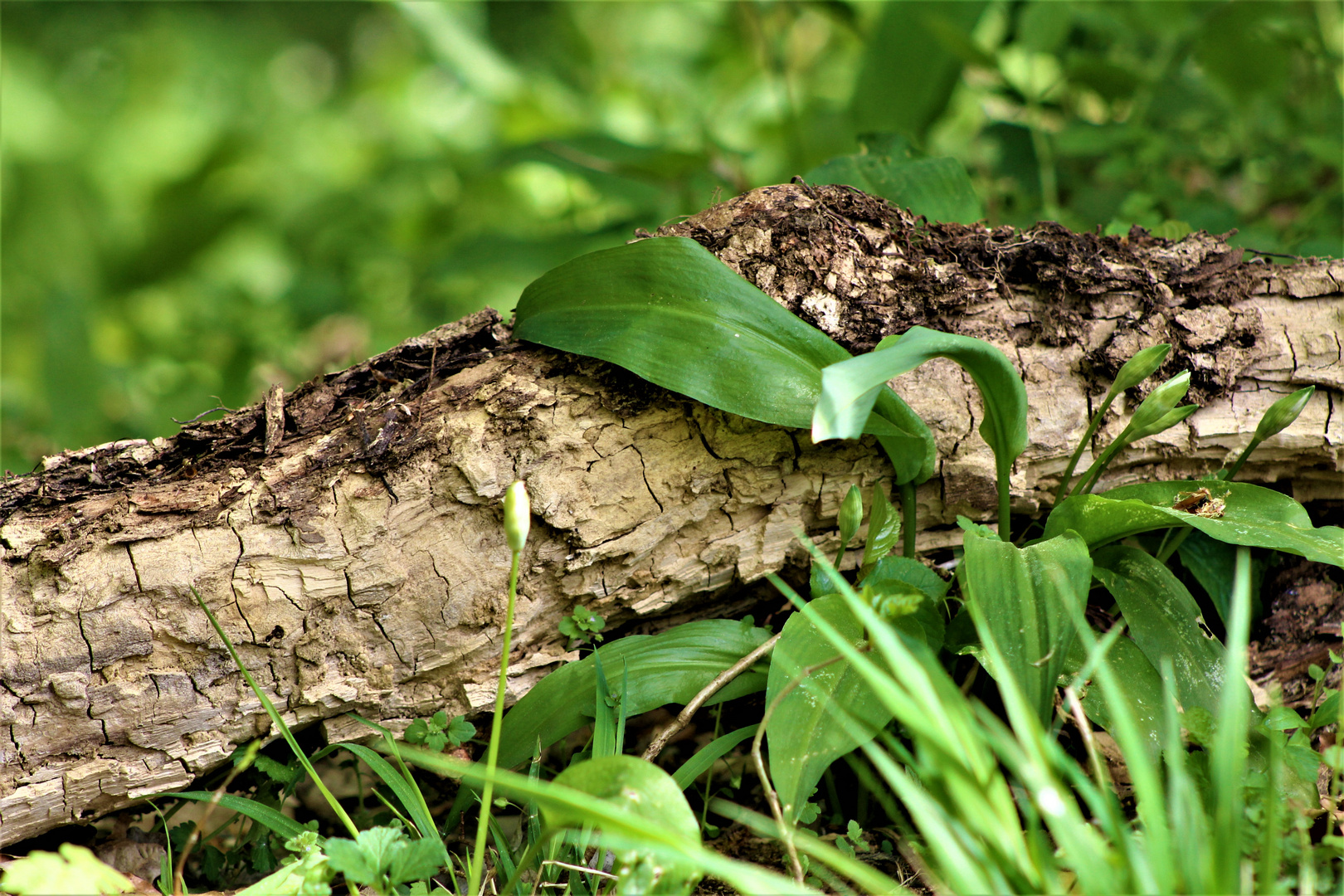 Ein Stilleben der Natur im April