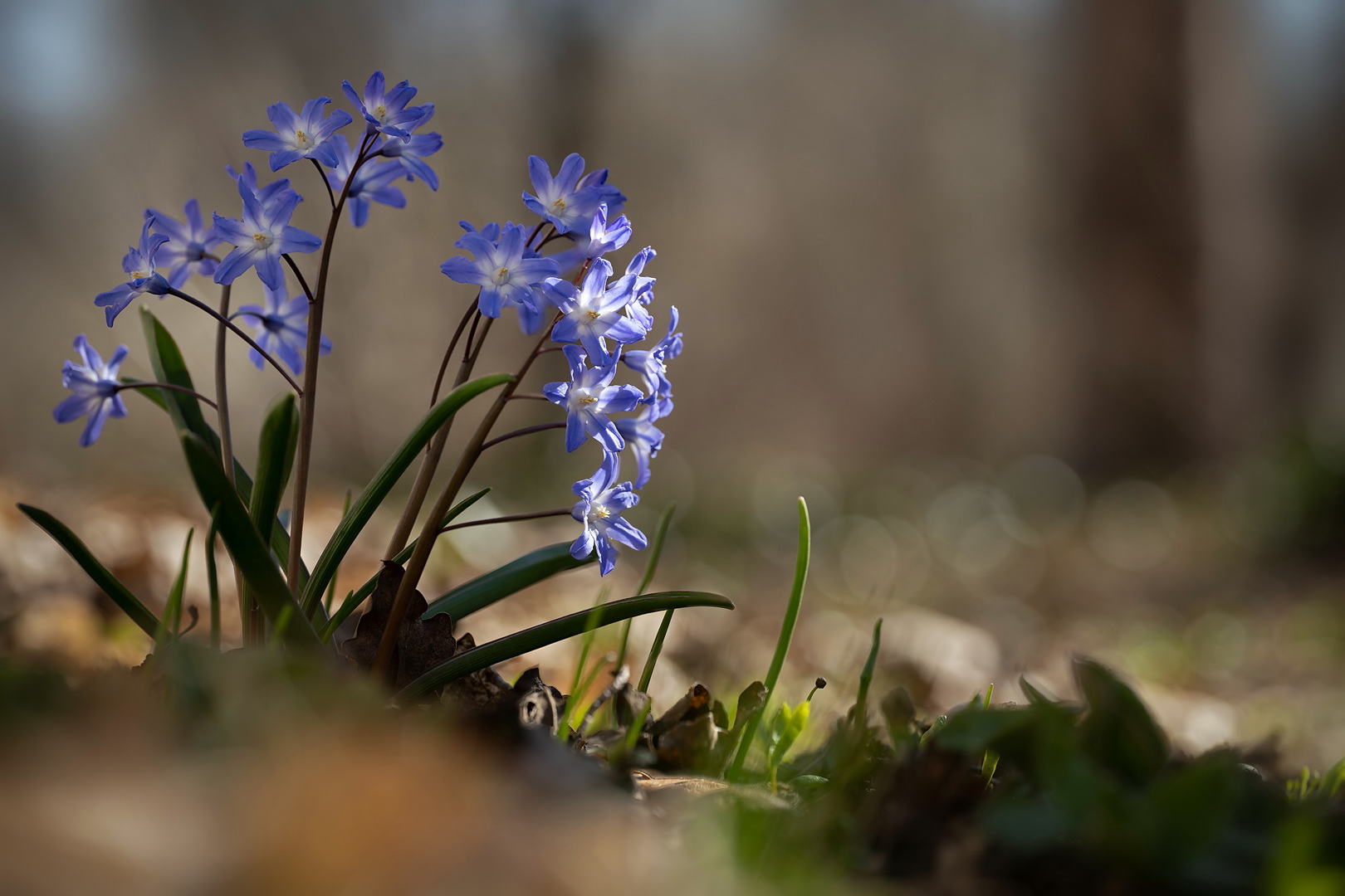 Ein stiller Fleck mit Blümchen