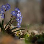 Ein stiller Fleck mit Blümchen