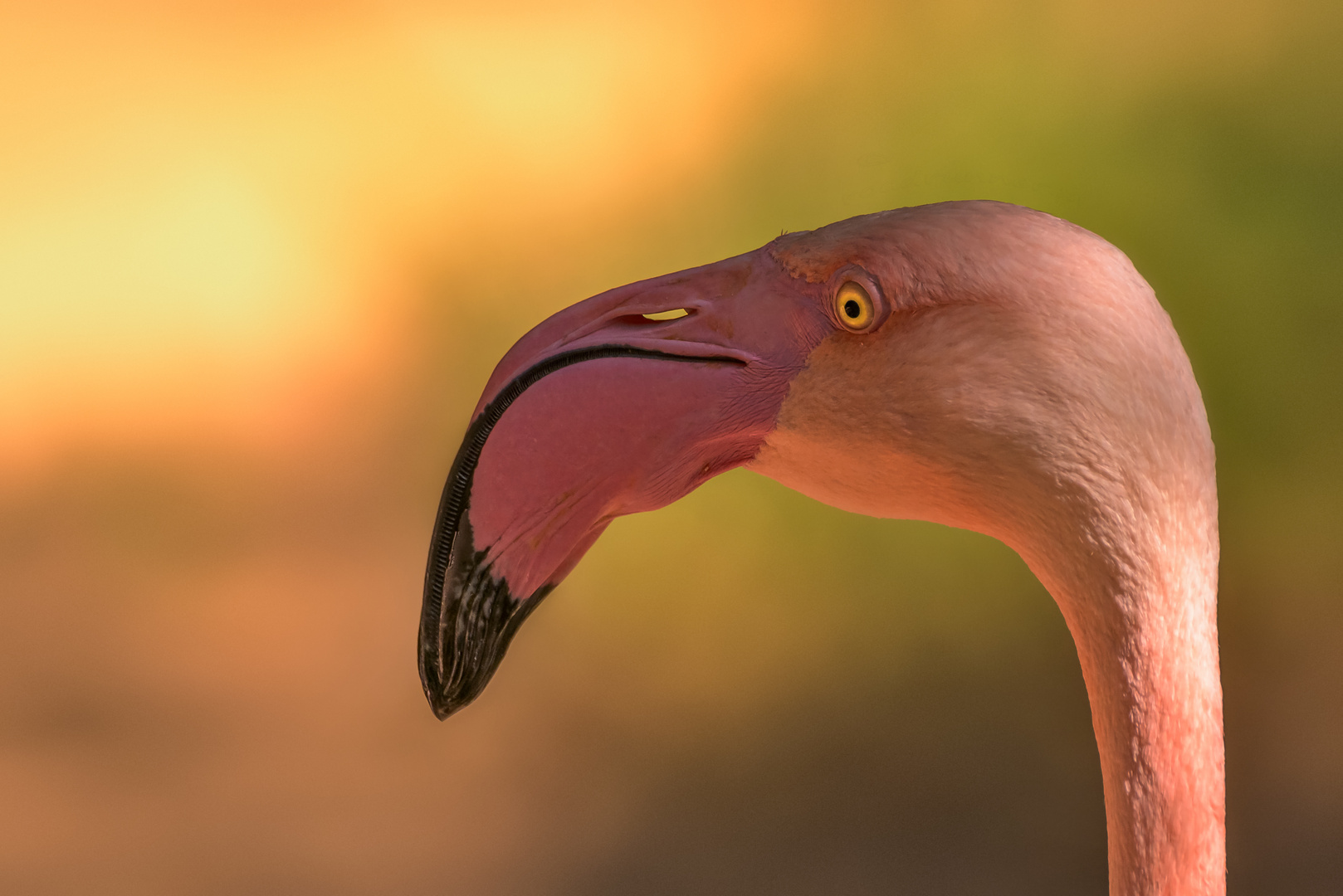 Ein Stiller Moment Foto Bild Spezial Natur Vogel Bilder Auf Fotocommunity