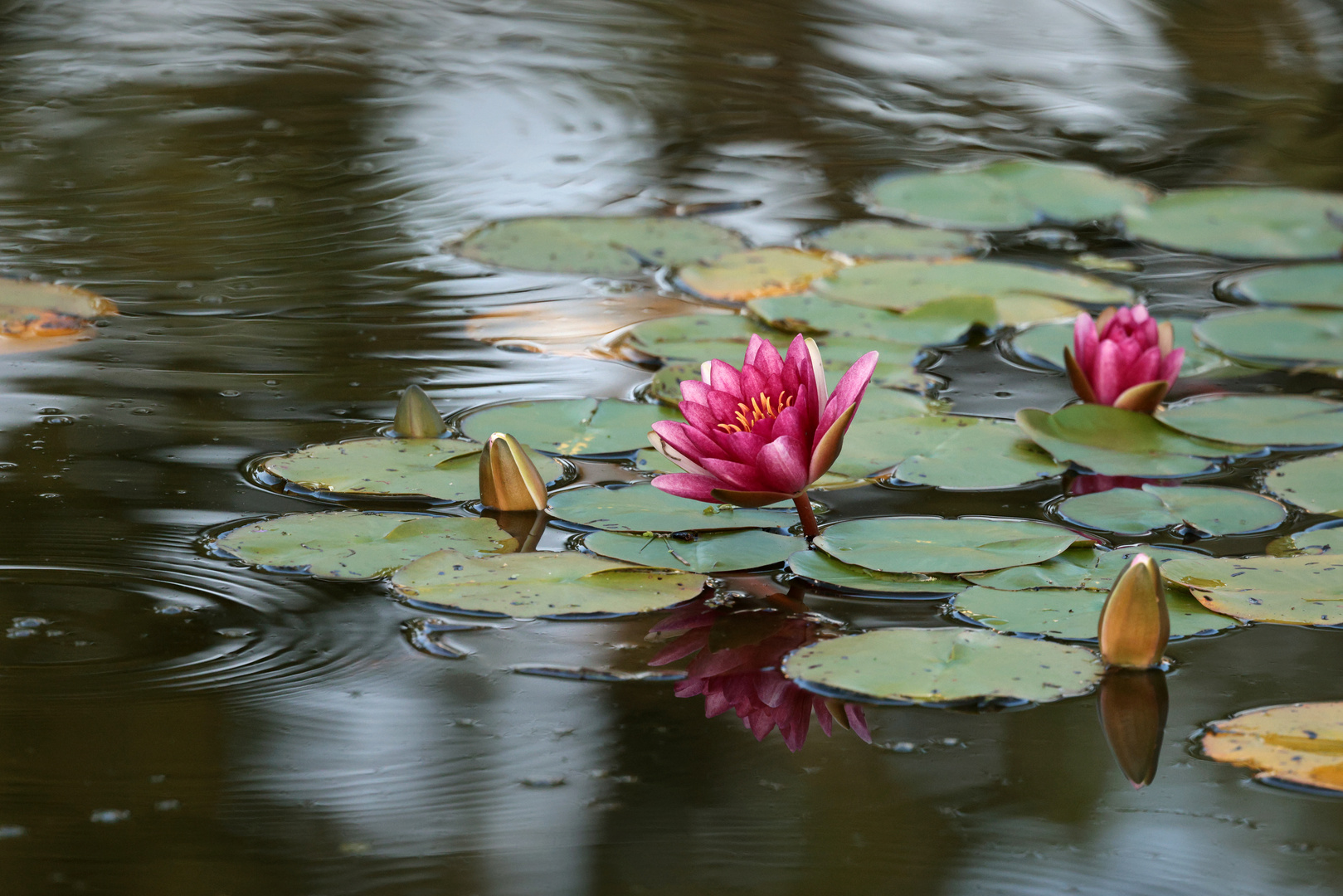 Ein stiller Moment am Teich ...