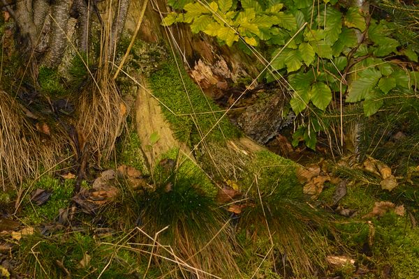 Ein stiller Ort im Wald