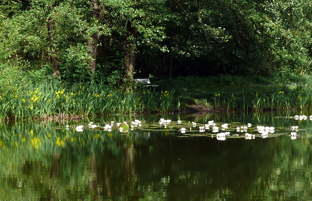 Ein stiller See mit Seerosen...