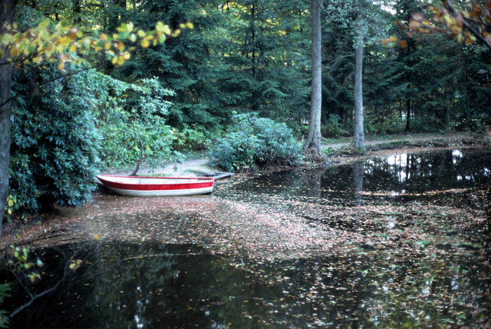 Ein stiller Waldsee