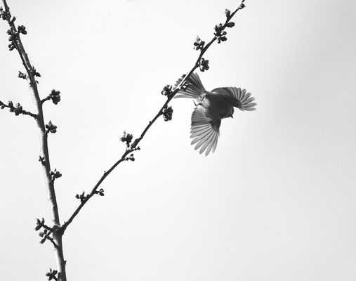 EIN STILLLEBEN DER KONTRASTE.