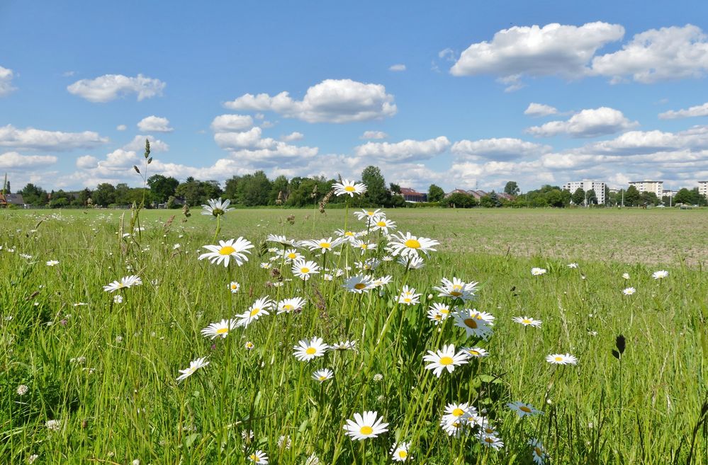 Ein stimmungsvoller Nachmittag im Grünen