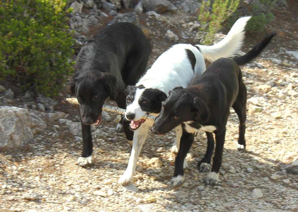 Ein Stock mit 3 Hunden