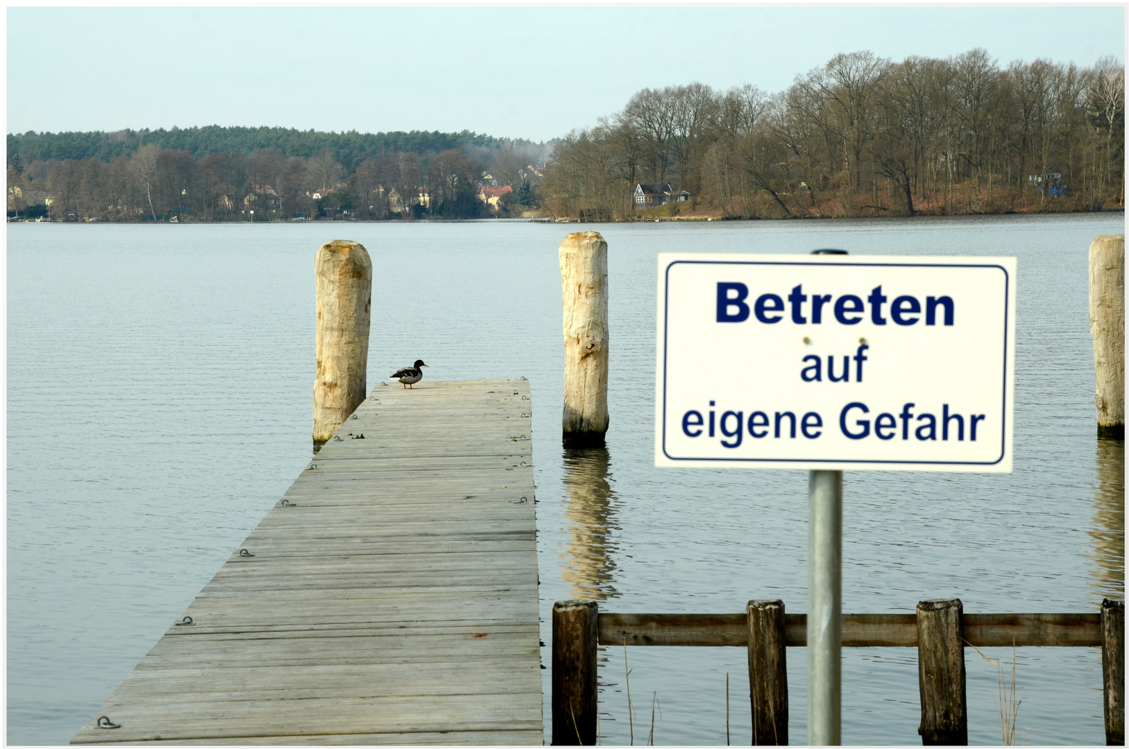 ein Stockenten- Erpel auf der Brücke, "keine Angst, mir passiert schon nichts".